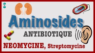 Les Aminosides  TOUT Savoir  Antibiotique Pharmacologie NEOMYCINE Streptomycine TOXICITE [upl. by Winfred]