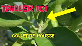 🍋CONSEIL DE TAILLE🍊  Pensez aux YEUX RONDS  collet de pousse  anneau de bourgeons latents [upl. by Simonsen]