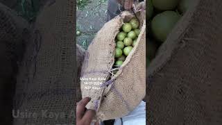 Usire Kaya Amla Bowenpally vegetable market Hyderabad MJY vlogs trending shortvideo videos food [upl. by Cotterell]