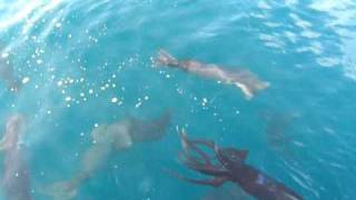 RARE HUMBOLDT SQUID FOOTAGE [upl. by Sampson]