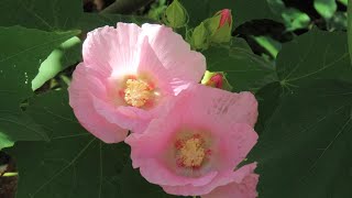 【観音寺 2024929 】花レポート：芙蓉の花の季節です 広島市植物公園の近くの臨済宗、山陽花の寺第２４番札所 ムクゲの花も咲いてます 広島市佐伯区の観音寺ですよ [upl. by Baler982]