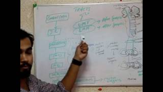 NEUROANATOMY pyramidal and extrapyramidal system [upl. by Lenod]