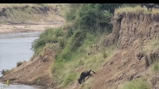 The Great Wildebeest Migration Crossing at Mara River Serengeti National Park [upl. by Anyl]