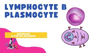 Lymphocyte B et plasmocyte [upl. by Horbal]