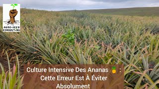 Culture Intensive Des Ananas 🍍  Cette Erreur Fatale Est À Éviter Absolument [upl. by Nnayd509]