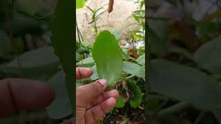 ☘️Five Plants grow easily by single leaf🌿 leafplants leaf grow plantation youtubeshorts shorts [upl. by Tihw]