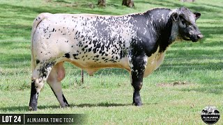 LOT 24  ALINJARRA TONIC T024 [upl. by Leavitt]