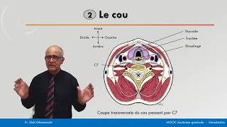 Anatomie générale  Les loges du cou [upl. by Lrad]