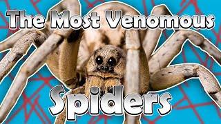 The Most Venomous Spiders [upl. by Lema]