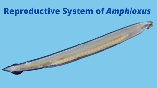 Reproductive System of Amphioxus [upl. by Inajar]