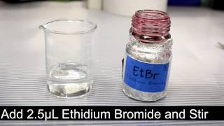 Making an Ethidium Bromide Agarose Gel [upl. by Name]