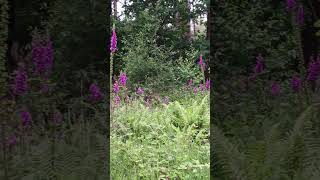 Foxgloves in Hundred Acre Woods nature flowers wildflowers [upl. by Eniamert345]