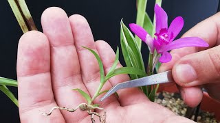 Nacieron las Orquídeas🎉🎊 Aprende a reproducir orquídeas en casa🌱 [upl. by Renata]