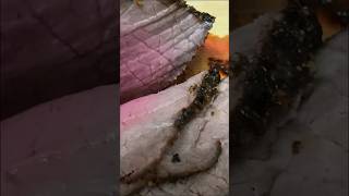 Quick and easy Roast Beef in air fryer short airfryer easyrecipes [upl. by Swetiana]