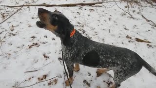 Bluetick Coonhound Howling [upl. by Branscum309]