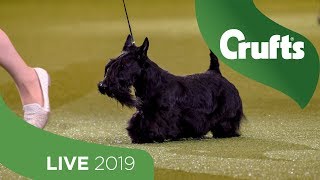 Crufts 2019 Day 3  Part 3 LIVE [upl. by Lucina850]