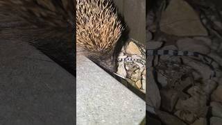 Hedgehog coming in my garden [upl. by Elman]