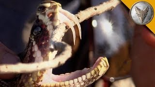 Insane Fangs of the Eastern Diamondback Rattlesnake [upl. by Konstantin]