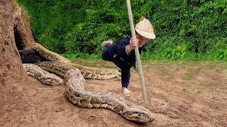 Dwarf family harvesting cassava encountered a giant python molting  Dwarf survival skills [upl. by Eynttirb]