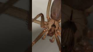 World’s Most dangerous Recluse spider [upl. by Fisk]