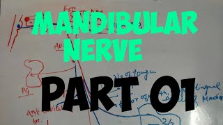 mandibular nerve and its branches anatomy [upl. by Assenev]