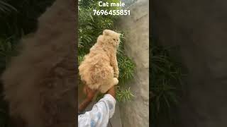 dog pomshi poms funny doglover toypoms pets toypombaby me toypommale cat cats catlover [upl. by Nidak743]