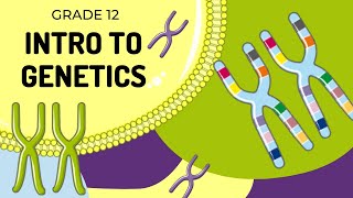 EASY TO UNDERSTAND  INTRO TO GENETICS [upl. by Ereveniug]