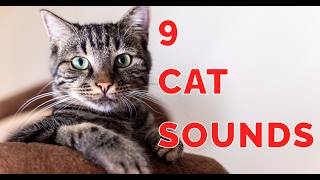 9 Cat Sounds Explained Understand Your Cats Calls [upl. by Ttennej]