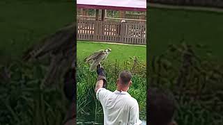 Saker Falcon Takes Flight birdsfalcon [upl. by Ielerol]