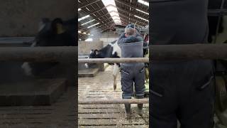 Healthy Cows Happy Farm Hoof Trimming for Hygiene 🐄 [upl. by Bisset115]