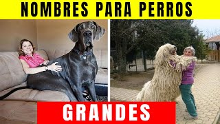 👉 Nombres para Perros Grandes machos Que NO Conocias 🐕 [upl. by Erodasi804]