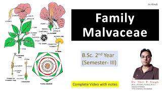 Family Malvaceae  Hibiscus rosasinensis  Gurhal [upl. by Nelluc735]