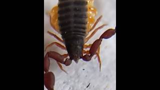 Meet the Tiny Predator Pseudoscorpions Uncovered [upl. by Anahgem]