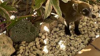 912021 Family of Coati Roaming Valentin Imperial Riviera MayaAll Inclusive jesliesadventures [upl. by Brieta767]