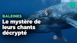 Les mystérieux chants des baleines ont enfin été décryptés [upl. by Ayin]