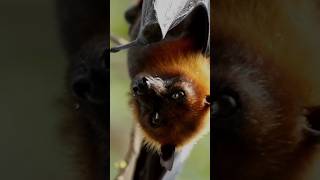 Flying wild fox hanging and soundflyingfox bats jungle nighthunters jamgadar foxsounds [upl. by Mylor675]