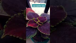 Colias beautiful plants love song gardening plants trending shorts [upl. by Nileuqcaj]