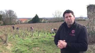 La taille des vignes de Bourgogne [upl. by Johnson]