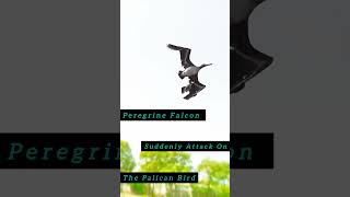 Peregrine falcon suddenly attack on the palicon bird fyp [upl. by Tronna]