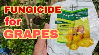 FUNGICIDE FOR GRAPES  Growing grapes in the Philippines [upl. by Sillert]