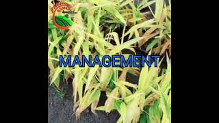 Blight disease in Ginger and its management leaf yellow in ginger  kannada explanation [upl. by Kennie]