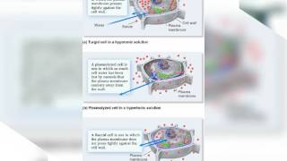 Science Turgidity and Plasmolysis [upl. by Euell]