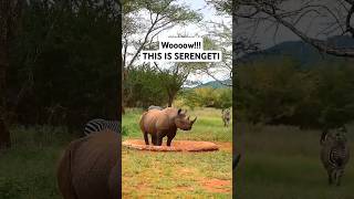 MAAJABU YA SERENGETI serengeti wanyama wildlife simulizi utalii [upl. by Lemuelah549]