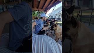 Mmm rico parati perros dogs malinois paraperros perro dogtraining dog animals [upl. by Harret]