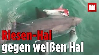 Haie kämpfen um erlegten Delfin [upl. by Lilaj490]