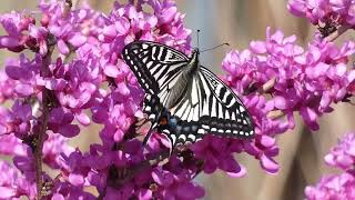 Chinese Yellow Swallowtail Butterfly Visits Chinese Redbud Flowers in Japan [upl. by Nomis]