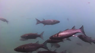 Stachelrochen und Fische im Puerto Morro Jable  Fuerteventura [upl. by Pelage650]