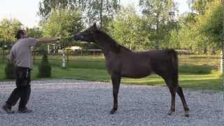 Arabian horse show halter training [upl. by Almeida234]