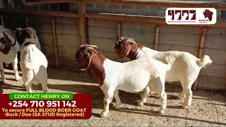 To secure FULL BLOOD BOER GOAT BuckDoe [upl. by Ellener]