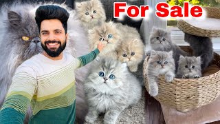 Persian Cats For Sale  Persian Cat Triple Coat  Persian kittens sale  Cats for sale  Persian Cat [upl. by Ysac]